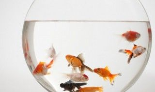 描寫金龍魚的優美句子（描寫金龍魚的優美句子：眼睛鰭,尾巴,金龍魚） 描寫金龍魚的優美句子（描寫金龍魚的優美句子：眼睛鰭,尾巴,金龍魚） 龍魚百科 第6張