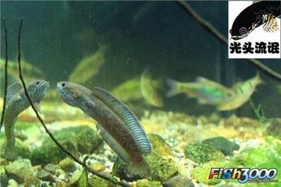 雷龍魚(yú)能不能混養(yǎng)，雷龍魚(yú)可以與其他魚(yú)類(lèi)混養(yǎng)嗎 雷龍魚(yú)能不能混養(yǎng)，雷龍魚(yú)可以與其他魚(yú)類(lèi)混養(yǎng)嗎 龍魚(yú)百科 第6張