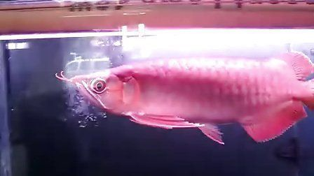 孟吉爾龍魚官網(wǎng)證書編號，如何查詢孟吉爾龍魚的證書號碼