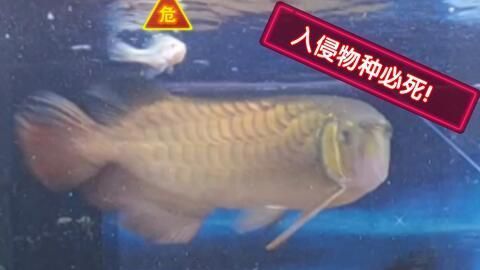 龍魚(yú)快速閉合嘴巴怎么辦：如何處理龍魚(yú)快速閉合嘴巴