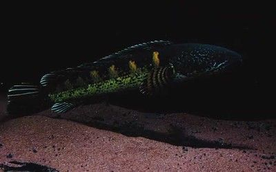 雷龍魚一般吃什么，雷龍魚專用飼料品牌推薦，如何給雷龍魚消毒食物 雷龍魚一般吃什么，雷龍魚專用飼料品牌推薦，如何給雷龍魚消毒食物 龍魚百科 第5張