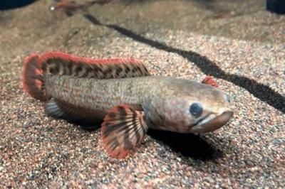 雷龍魚一般吃什么，雷龍魚專用飼料品牌推薦，如何給雷龍魚消毒食物 雷龍魚一般吃什么，雷龍魚專用飼料品牌推薦，如何給雷龍魚消毒食物 龍魚百科 第6張