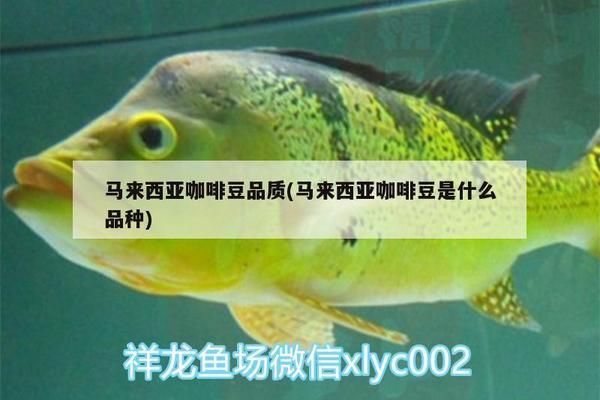 馬來西亞咖啡豆的產地介紹（馬來西亞咖啡豆產地）