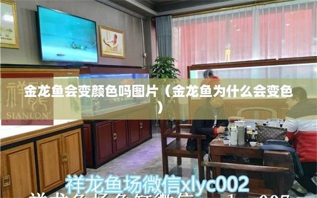 龍魚發色從什么部位開始發色，如何判斷龍魚發色質量