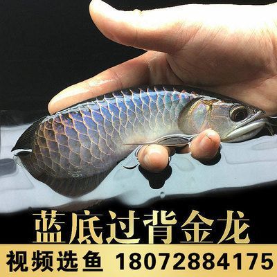藍底古典過背金龍魚，藍底古典過背金龍魚養(yǎng)殖技術