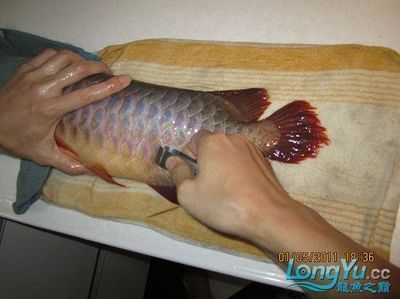 龍魚 手術(shù)，龍魚手術(shù)成功案例分享
