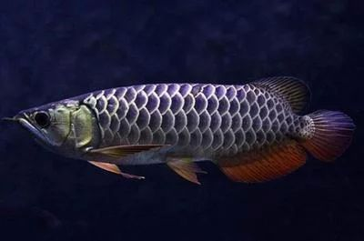 紅龍魚食量怎樣計算的啊（如何計算紅龍魚的食量？）