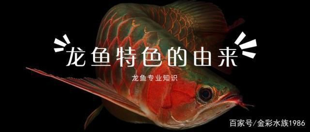 龍魚喜歡什么顏色，如何挑選優質龍魚品種