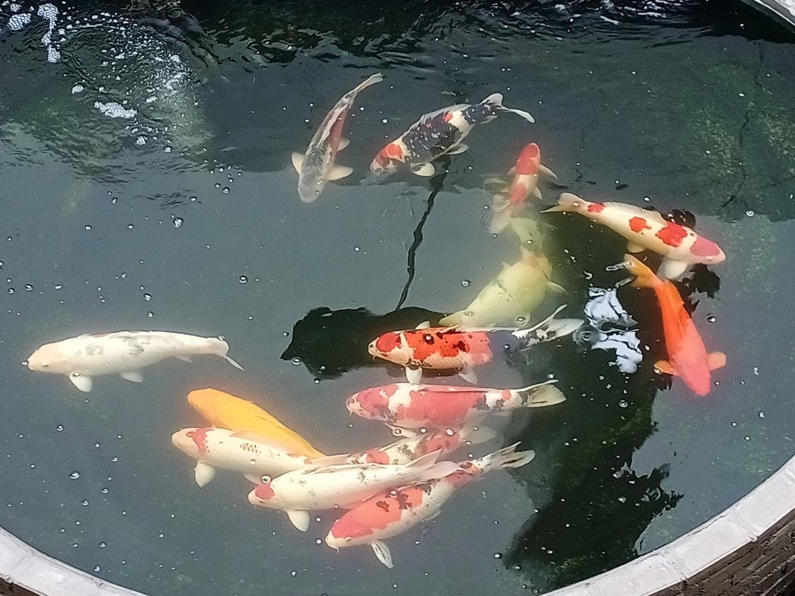 自己怎樣制作魚缸過濾桶（怎樣自己做魚缸過濾器） 自己怎樣制作魚缸過濾桶（怎樣自己做魚缸過濾器） 龍魚百科 第2張