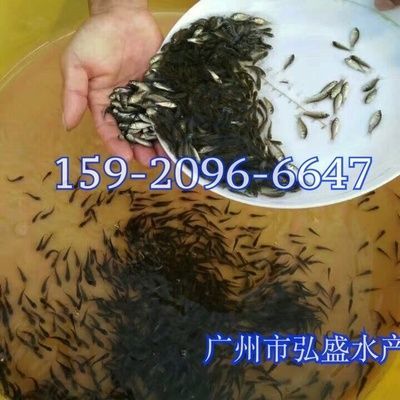 哪里有批發(fā)銀龍魚苗的，批發(fā)銀龍魚苗的地點