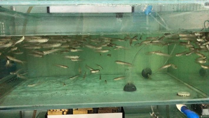 哪里有批發(fā)銀龍魚苗的，批發(fā)銀龍魚苗的地點