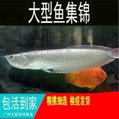 哪里有批發(fā)銀龍魚苗的，批發(fā)銀龍魚苗的地點