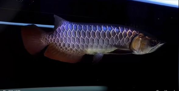 藍底過背金龍魚為什么比較好，如何鑒別藍底過背金龍魚品質