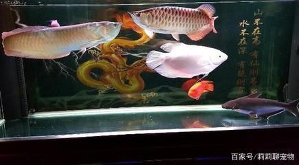 龍魚喂活魚怎么消毒，龍魚喂食活魚時，高錳酸鉀消毒法的具體操作流程流程 龍魚喂活魚怎么消毒，龍魚喂食活魚時，高錳酸鉀消毒法的具體操作流程流程 龍魚百科 第5張