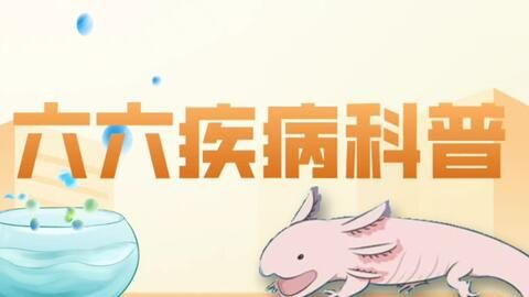 金龍魚長度