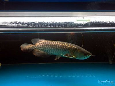金龍魚怎么配對最好，金龍魚混養(yǎng)水質(zhì)管理技巧，金龍魚混養(yǎng)食物分配策略