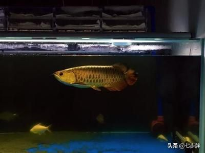 如何挑選龍魚，如何挑選合適的龍魚，如何挑選合適的龍魚觀賞魚的方法