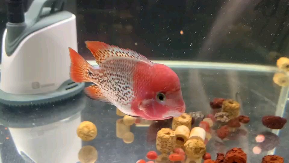 常見(jiàn)的觀賞魚(yú)種類(lèi)及圖片（常見(jiàn)的觀賞魚(yú)種類(lèi)及圖片及名稱(chēng)）