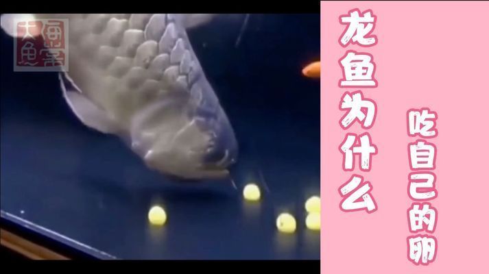 龍魚會(huì)吃自己的卵嗎，龍魚會(huì)吃自己的卵嗎，