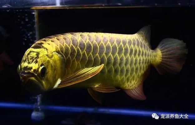 龍魚會(huì)吃自己的卵嗎，龍魚會(huì)吃自己的卵嗎，