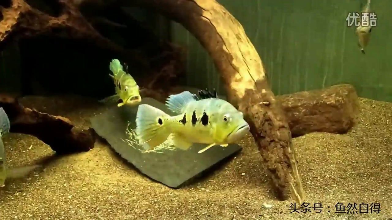 藍(lán)帆眼斑魚(yú)繁殖要點(diǎn)（藍(lán)帆眼斑魚(yú)的繁殖要點(diǎn)）