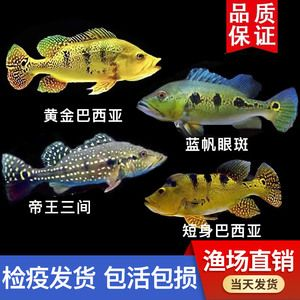 藍(lán)帆眼斑魚(yú)繁殖要點(diǎn)（藍(lán)帆眼斑魚(yú)的繁殖要點(diǎn)）