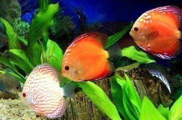 世界上最貴的龍魚排名榜前十名，世界上最貴的十種龍魚