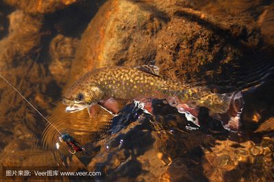 龍魚(yú)級(jí)別分布圖高清大圖，如何獲取高清的龍魚(yú)級(jí)別分布圖