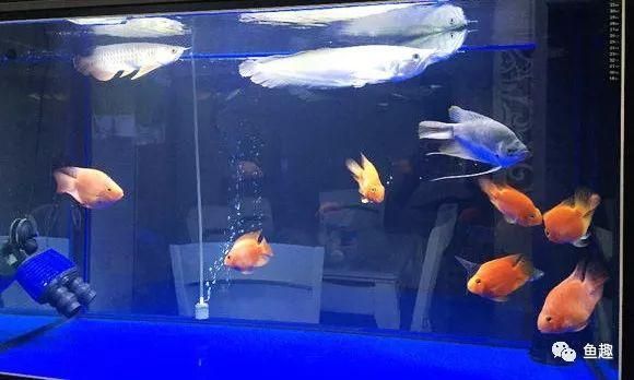 雷龍魚吃小魚能消化嗎為什么，雷龍魚吃小魚能夠消化嗎
