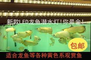 龍魚用led燈好嗎怎么樣（探討龍魚飼養中使用led燈的問題（led燈選型指南））