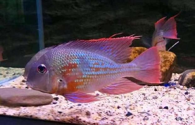 馬鞍山觀賞魚(yú)養(yǎng)殖基地電話多少號(hào)碼（馬鞍山水產(chǎn)養(yǎng)殖）