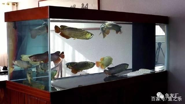 龍魚改口技巧，龍魚改口失敗原因分析,
