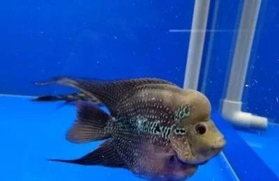 龍魚多久換一次水最理想：探討龍魚換水頻率的理想選擇時需要考慮多個因素