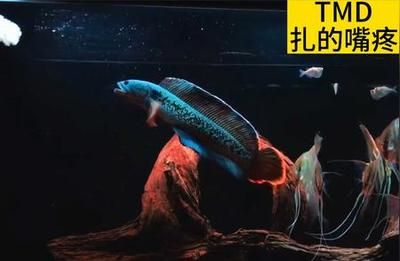 雷龍魚戰斗排名，雷龍魚戰斗排名是評估雷龍魚在戰斗中表現出色的方式