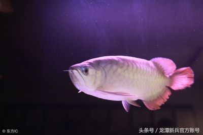 龍魚魚缸底色和背景色一樣嗎怎么回事：龍魚魚缸底色和背景色一樣嗎龍魚魚缸底色和背景色一樣嗎