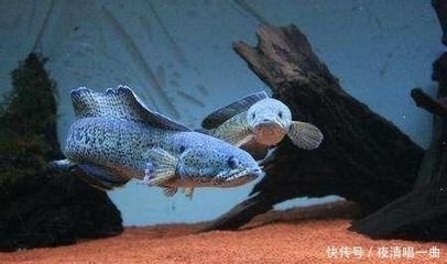 雷龍魚戰斗排名，雷龍魚戰斗排名是評估雷龍魚在戰斗中表現出色的方式