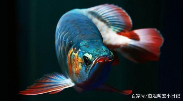 龍魚品種價格對比（不同品種龍魚價格對比分析紅龍魚價格對比分析）