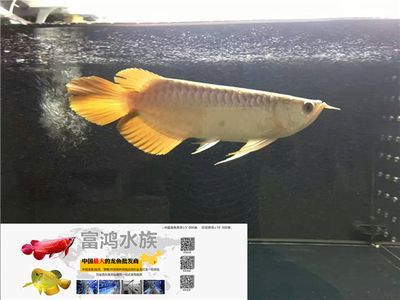 龍魚商城網站登錄，龍魚商城app使用教程：龍魚商城app使用教程