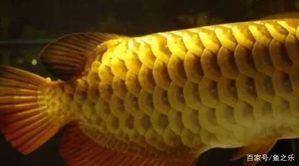 金龍魚長大，金龍魚生長速度受到多種因素影響，家養(yǎng)金龍魚常見疾病預防