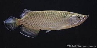 金龍魚長大，金龍魚生長速度受到多種因素影響，家養金龍魚常見疾病預防 金龍魚長大，金龍魚生長速度受到多種因素影響，家養金龍魚常見疾病預防 龍魚百科 第4張