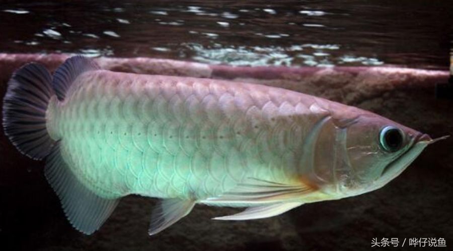 金龍魚長大，金龍魚生長速度受到多種因素影響，家養金龍魚常見疾病預防 金龍魚長大，金龍魚生長速度受到多種因素影響，家養金龍魚常見疾病預防 龍魚百科 第5張