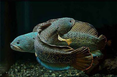 雷龍魚可以跳多高，雷龍魚的跳躍高度可達(dá)50厘米，需要注意的是這些數(shù)據(jù)