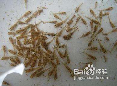 金龍魚怎么飼養方法圖解，金龍魚的飼養方法