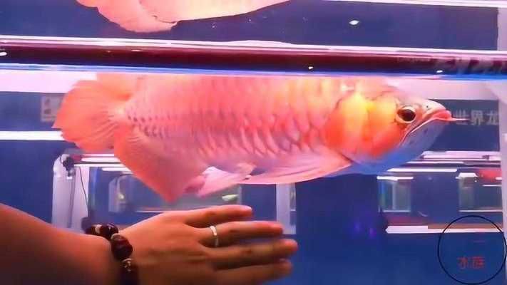 龍魚養(yǎng)多久會(huì)對(duì)主人有感情，龍魚與主人之間感情建立的具體時(shí)間點(diǎn)并沒有明確的答案