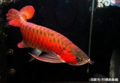 世界上最貴的龍魚多少錢：世界上最貴的龍魚是血紅龍，價格可以達到約500萬元人民幣