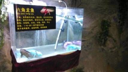 龍魚麻醉方法，龍魚麻醉后如何快速恢復