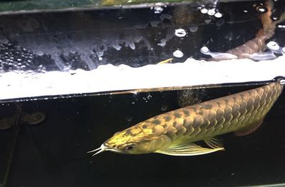 龍魚麻醉方法，龍魚麻醉后如何快速恢復