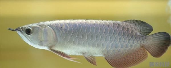 龍魚吃什么？