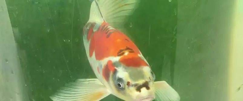 龍魚活餌料消毒用什么（龍魚活餌料消毒用什么最好）