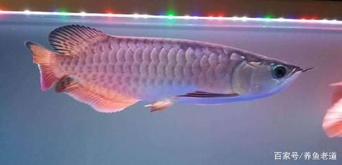 龍魚換水加多少鹽,給龍魚換水時需要加鹽嗎 龍魚百科 第6張 龍魚換水加多少鹽,給龍魚換水時需要加鹽嗎 龍魚換水加多少鹽,給龍魚換水時需要加鹽嗎 龍魚百科 第6張